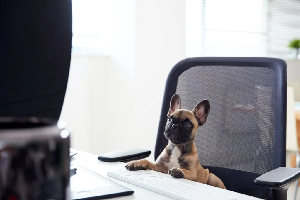 Humorous Shot Of French Bulldog Puppy Sitting In Chair At Desk Looking At Computer